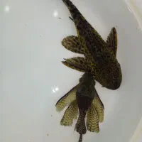 ماهی لجنخوار