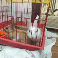 خرگوش مینیاتوری|موش و خرگوش|کرمانشاه, |دیوار