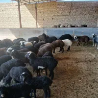 بره|حیوانات مزرعه|بوئین زهرا, |دیوار