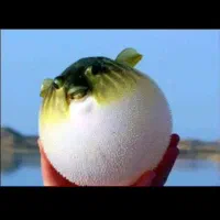 ماهی پافر فاهاکا بزرگ(مشابه فلاور)