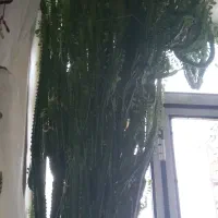 گل فروشی|گل و گیاه طبیعی|مریوان, |دیوار