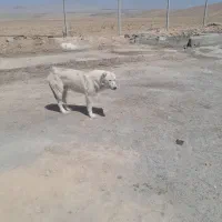 واگزاری سگ|سگ|شیروان (خراسان), |دیوار