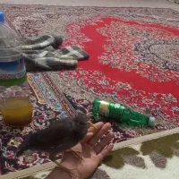 مینا|پرنده|سرخس, |دیوار