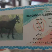 اسب مادیان آرام و ورزشی