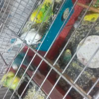 پرنده مرغ عشق 9 عدد