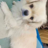 سگ آروم ت