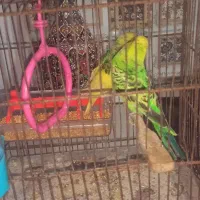 مرغ عشق|پرنده|رشت, جماران|دیوار