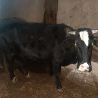 فروش گاو گوشتی جوان