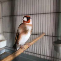سهره چهار ساله مست جفتی قناری