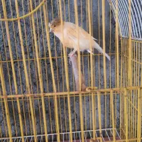 فروش قناری ماده آماده جفت با قفس