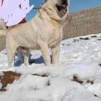 سگ پژدر 3 ساله خوب