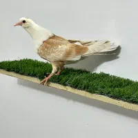 جوجه کله سفید عتیقه