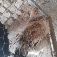 مرغ محلی|حیوانات مزرعه|پیشوا, |دیوار