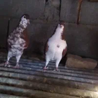 کبوتر رنگ|پرنده|سراوان, |دیوار