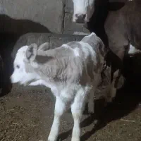 گاو شیری|حیوانات مزرعه|سراب, |دیوار