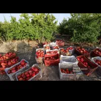 انار عقدا|عمده‌فروشی|اردکان, |دیوار