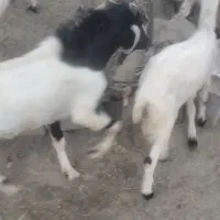 بز نر و ماده دورگ پاکستانی جوان شش ماه و هفت ماهه|حیوانات مزرعه|نیک شهر, |دیوار