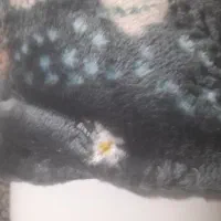 وسایل گمشده|اشیا|بندرعباس, |دیوار