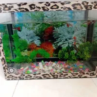 اکواریوم  تمیز و‌شیک  باتمام وسایل   ماهی کوپی