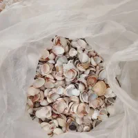 صدف|ماهی|شوشتر, |دیوار