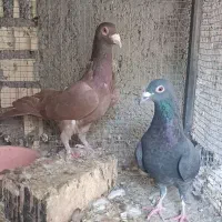 کفتر نقش .رنگی .سینه ای کله ای ودورگ|پرنده|باغ بهادران, |دیوار