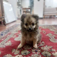 سگ پامر|سگ|فرح آباد, |دیوار