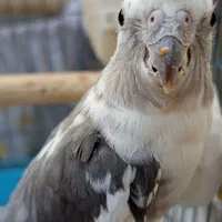 عروس هلندی ماده البینو دوکت مولد کارداده