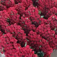 گل رز دزفول