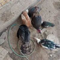 بوقلمون واردک روسی|حیوانات مزرعه|شهرکرد, |دیوار