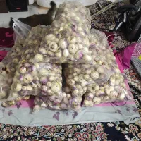 شلغم|حراج|مشهد, اسماعیل آباد|دیوار