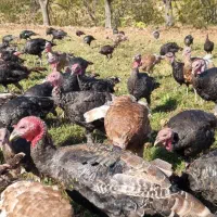 فروش بوقلمون و غاز|حیوانات مزرعه|پیرانشهر, |دیوار