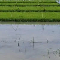 بذر شیرودی