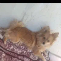 سگ پامر|سگ|ساوه, |دیوار