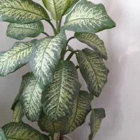 گل دیفن باخیا اصل