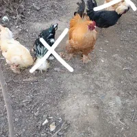 خوروس