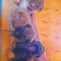 توله‌سگ‌های ژرمن سرابی سالم و باهوش|سگ|یزد, |دیوار