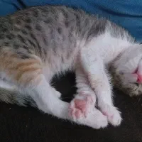 بچه گربه ملوس