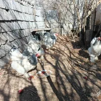 مرغ برهما|حیوانات مزرعه|خمینی‌شهر, |دیوار