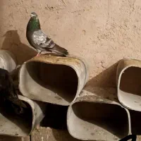 فروش کبوتر|پرنده|لیلان, |دیوار