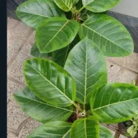 خانه-70-متری-طبقه-دوم-آستانه