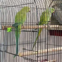 ملنگو جفت|پرنده|مشهد, چهارچشمه|دیوار