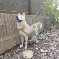 سگ هاسکی ماده زیبا