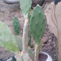 گل کاکتوس|گل و گیاه طبیعی|بوکان, |دیوار