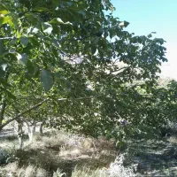 باغ فروشی|فروش دفتر صنعتی، کشاورزی، تجاری|کرمان, |دیوار