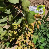 پیش فروش نهال پسته پیوندی پایه کله قوچی