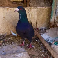 نر پلنگ تبعیدی