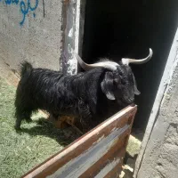 یک راس بره نر چاق ویک راس بزغاله