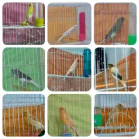 قناری ۹ تا نر شلاغی ۳ تا ماده. رسمی بلند. فر.کاکلی