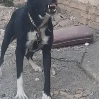 سگ افغان نر جوون