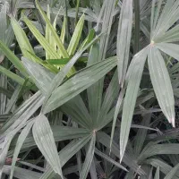 فروش گلهای بیرونی|گل و گیاه طبیعی|املش, |دیوار